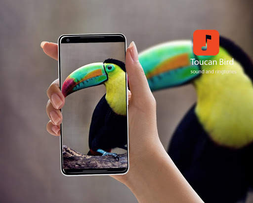 Toucan Bird Sounds screenshot 1