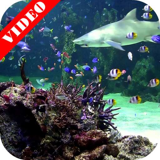 Video Wallpaper: Aquarium 2.0