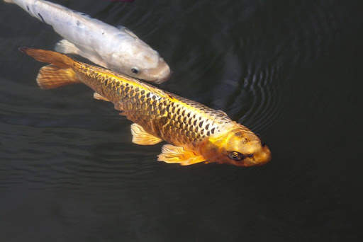 Japanese koi fish wallpapers screenshot 7