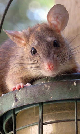 Rat Wallpaper screenshot 8