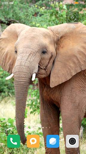 Elephant Wallpaper screenshot 9