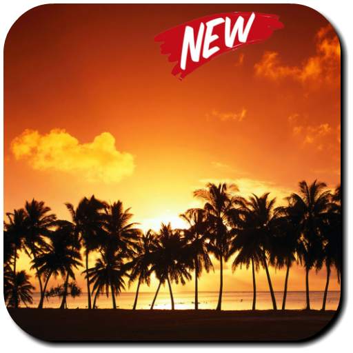 Palm Tree Wallpaper 3