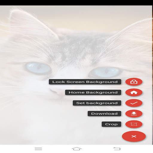 cat wallpapers 4k HD wallpapers for cat lovers screenshot 2
