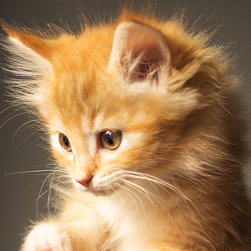 Cute cats live wallpaper. Cute dogs, unicorns icon