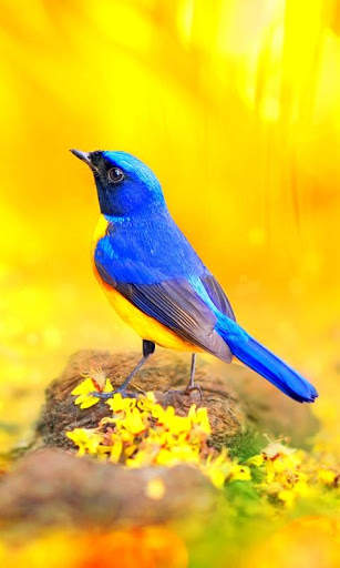 Bird Wallpapers HD screenshot 8