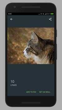 Cat Wallpaper HD screenshot 1