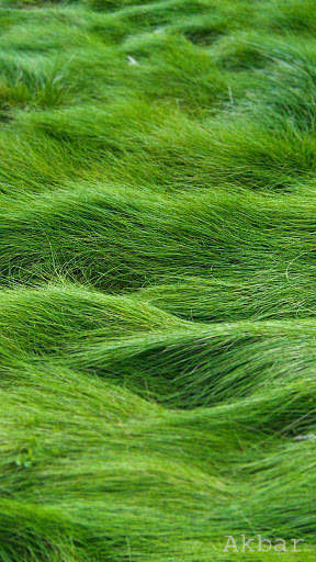 Green Wallpaper 4K, Green Shades background screenshot 5
