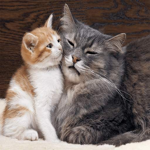 Cats & Kittens Jigsaw Puzzles screenshot 6