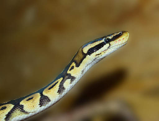 Snake Photo Frames screenshot 7
