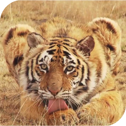 Tiger Live Wallpaper icon