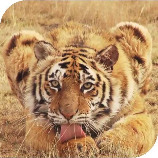 Tiger Live Wallpaper 4.0