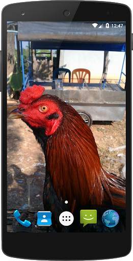 วอลเปเปอร์ไก่ชนไทย screenshot 6