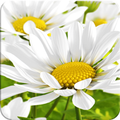 My Flower icon