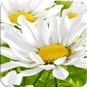 My Flower logo