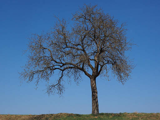 Tree Photo Frames 3 تصوير الشاشة