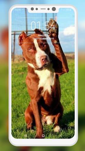 Pitbull Wallpaper screenshot 7