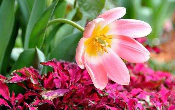 Pink Flowers Wallpaper screenshot 6