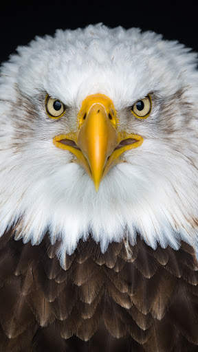 Eagle Wallpaper HD screenshot 8