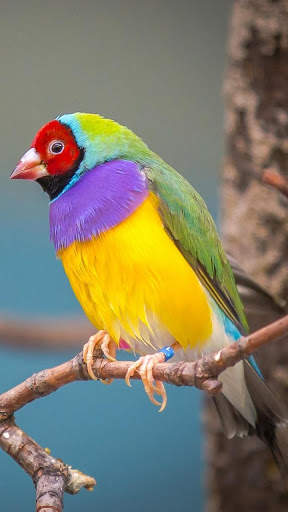 Bird Wallpapers HD screenshot 5