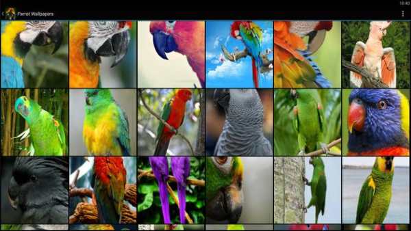 Parrot Wallpapers 5 تصوير الشاشة