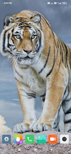 Animal Wallpapers HD screenshot 6