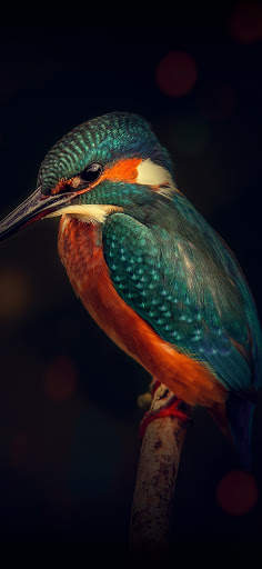 Bird Wallpaper 4K screenshot 16