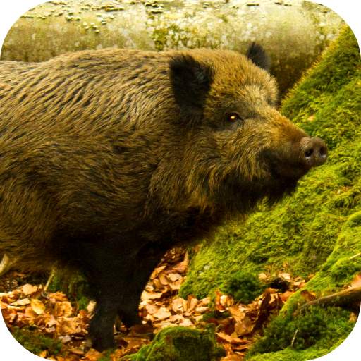 Wild Boar Sounds 1.0
