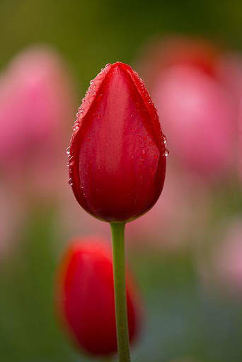 Flower Tulip HD screenshot 8