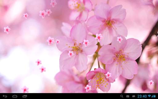 Sakura Live Wallpaper screenshot 6