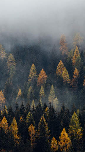 Dark Forest HD Wallpapers screenshot 6