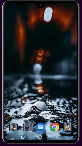 HD Pigeon Wallpaper screenshot 7