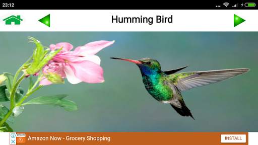 Animal and Bird Sound for Kids screenshot 5