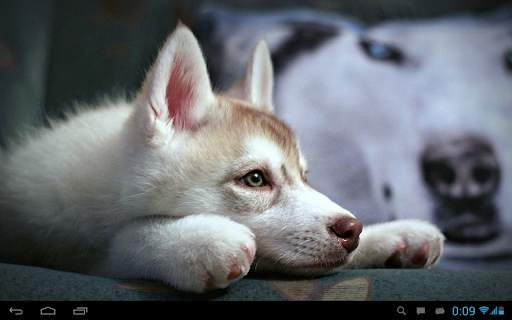 Husky live wallpaper screenshot 6