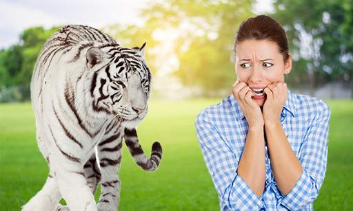 Wild Animal Photo Frames screenshot 4