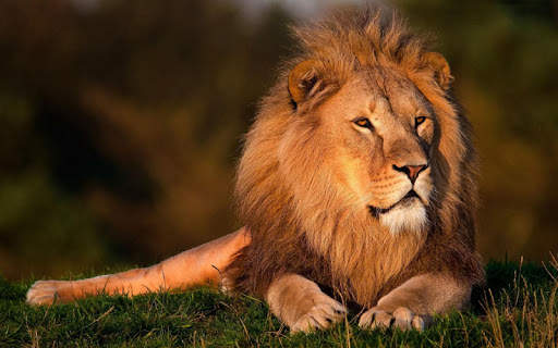 Lions HD Wallpaper screenshot 5