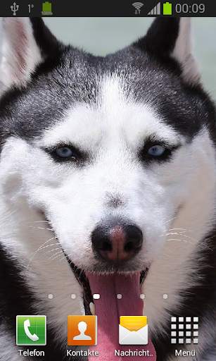 Husky live wallpaper screenshot 2