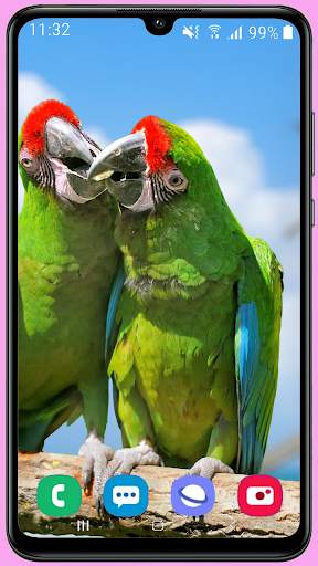 Parrots Wallpaper Best HD screenshot 15