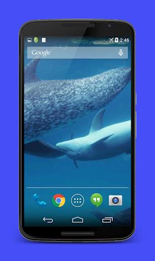 Dolphins Video Live Wallpaper screenshot 6