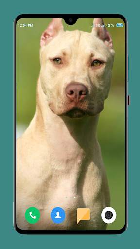 Pitbull Dog Wallpaper 4K screenshot 6