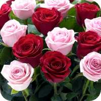Rose Wallpapers icon