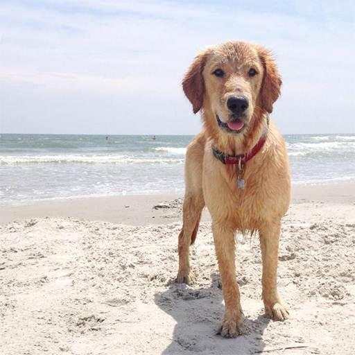 Golden Retriever Dog Wallpaper 3.1