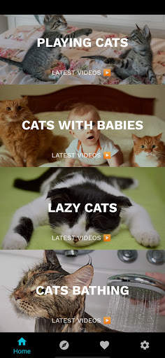 Funny Cat Videos: Funny Reactions and Cute Sounds screenshot 6