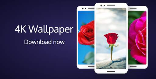 Rose Wallpaper HD screenshot 1