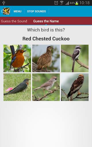 African Birds Sounds Free screenshot 6
