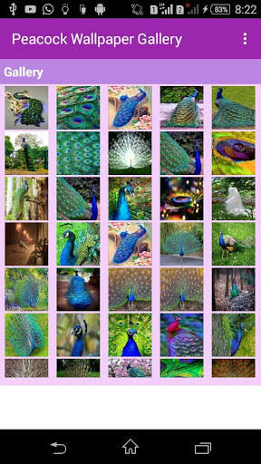 Peacock Wallpaper Gallery screenshot 2