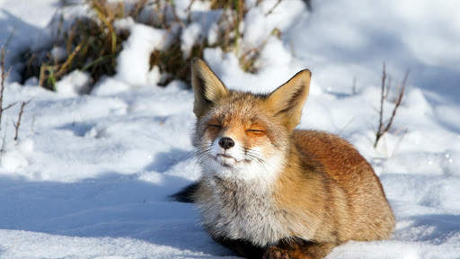 Fox Live Wallpaper (Wallpapers & Backgrounds) screenshot 5