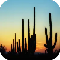🌵 Cactus Wallpapers icon