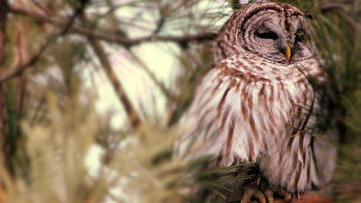 Owl Wallpaper screenshot 9