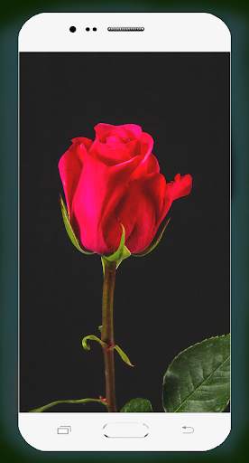 Rose Flower Wallpaper screenshot 1