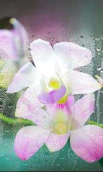 Orchide Glamour live wallpaper screenshot 6